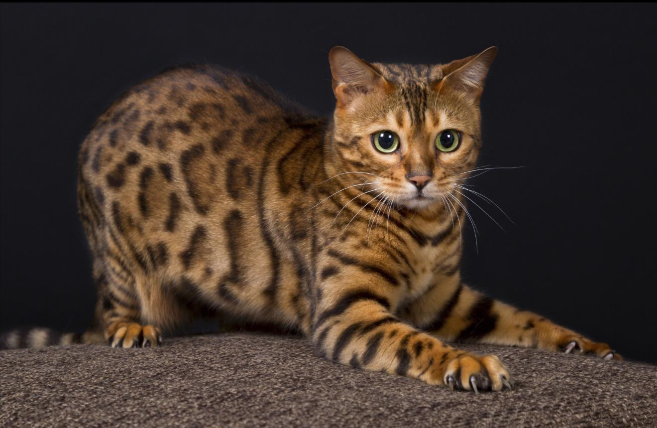 Bengal