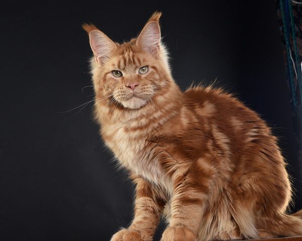 Maine Coon